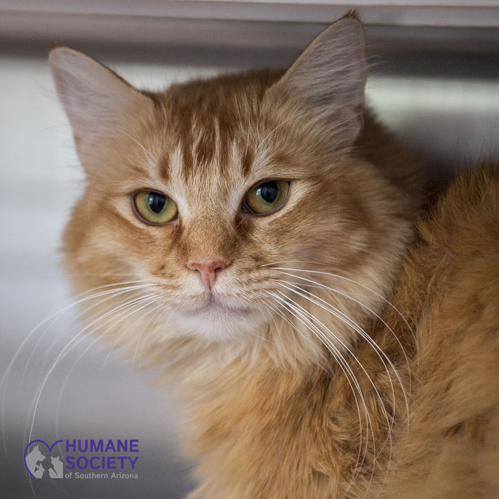 Adopt a fiend: Abby